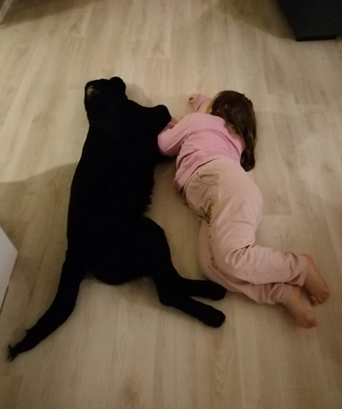 Labradorinnoutaja Muusa ja lapsi